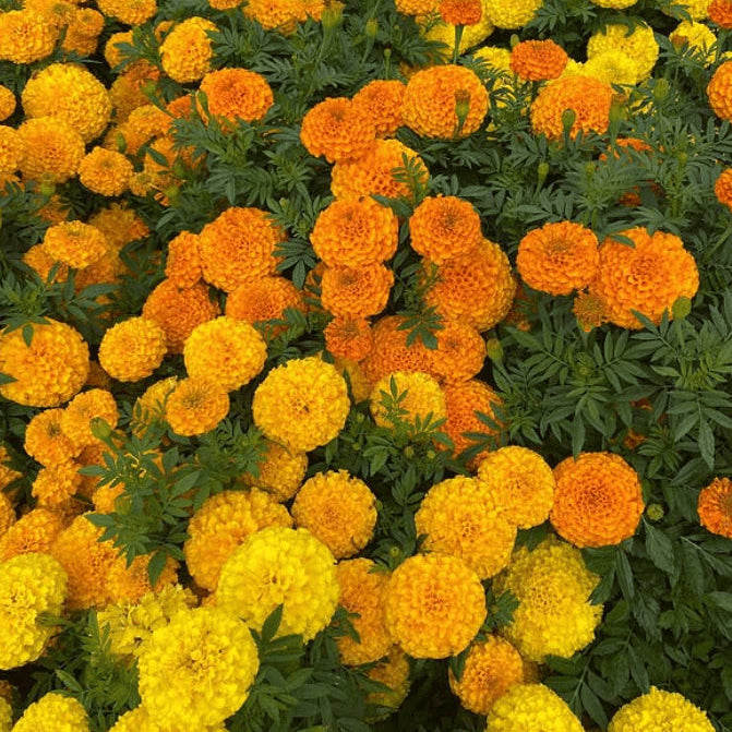 Organic 'Cracker Jack' Marigold
