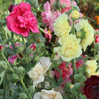 Des fleurs roses, jaunes, crème et rouge sombre se regroupent le long de tiges vertes. Les pétales nombreux et plissés composent de grosses corolles arrondies, parfois superposées. Une fleur rose domine le haut à gauche, devant des fleurs jaunes plus claires. Des boutons verts côtelés et de grandes feuilles lobées apparaissent dans les espaces entre les fleurs.