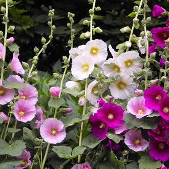 De grandes fleurs blanches, rose pâle et pourpres se dressent sur des tiges vertes. Les pétales arrondis montrent des marques roses ou violettes autour de petites gorges jaunes. Des boutons verts se succèdent dans la partie supérieure des tiges. De larges feuilles lobées remplissent le bas, tandis que des zones sombres apparaissent entre les fleurs.