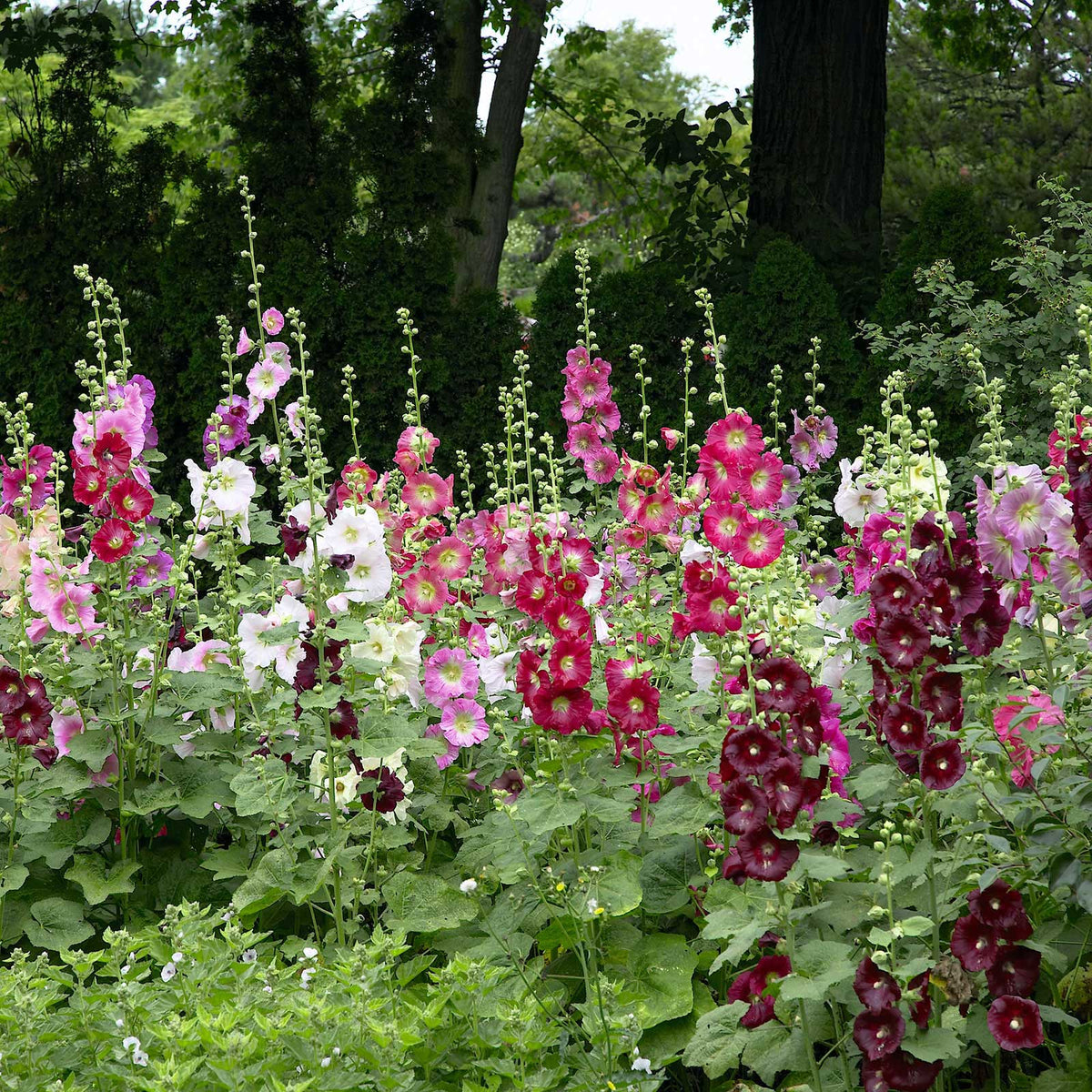 Organic hollyhock 'Indian Summer'