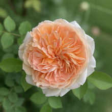 David Austin Rose 'Bathsheba'