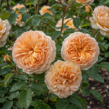 David Austin Rose 'Bathsheba'
