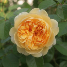 David Austin Rose 'Bring Me Sunshine'