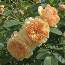 David Austin Rose 'Bring Me Sunshine'