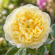 Rosier anglais ‘Charles Darwin’ (Rosa)