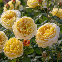 Rosier anglais ‘Charles Darwin’ (Rosa)