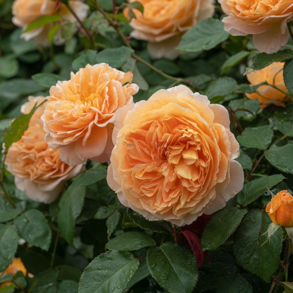 English rose 'Crown Princess Margareta'