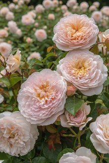 David Austin Rose 'Emily Brontë'