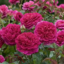 David Austin Rose 'Gabriel Oak'
