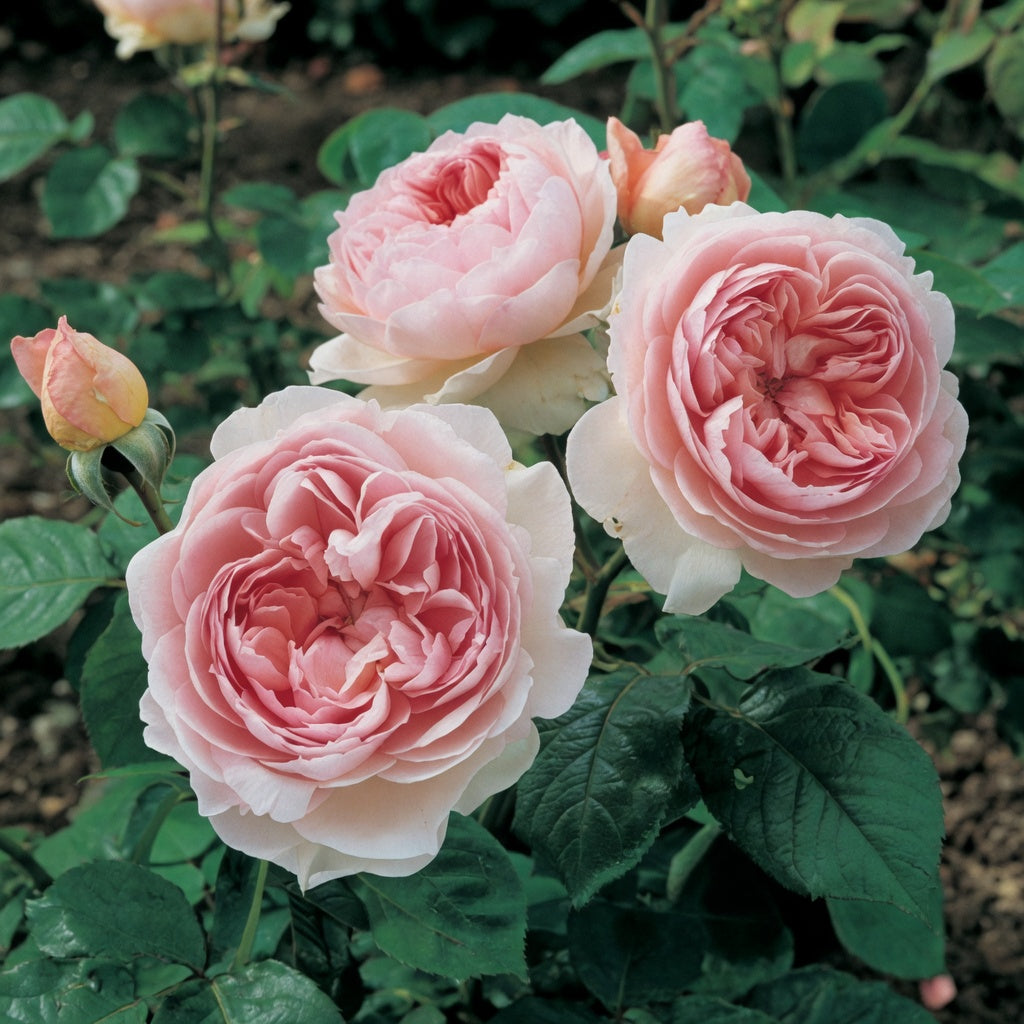 English rose 'Gentle Hermione'