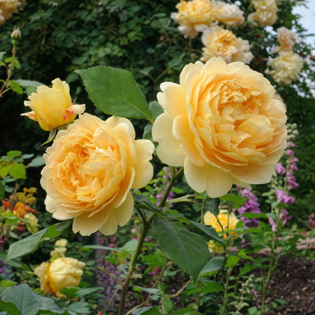 Rosier anglais ‘Golden Celebration’ (Rosa)