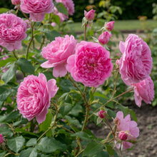 Rosier David Austin 'Harlow Carr'