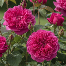 Rosier David Austin 'James L. Austin'