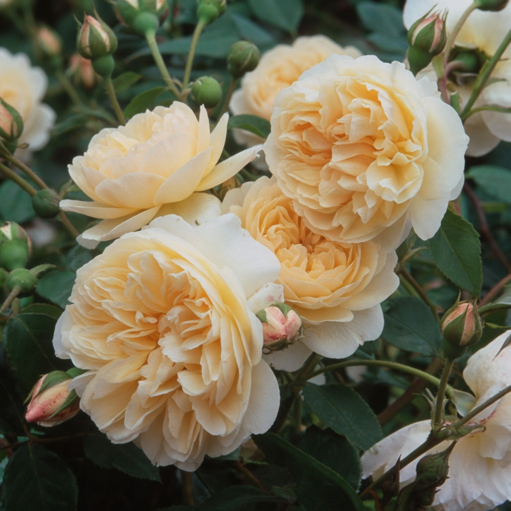 English rose 'Lichfield Angel'