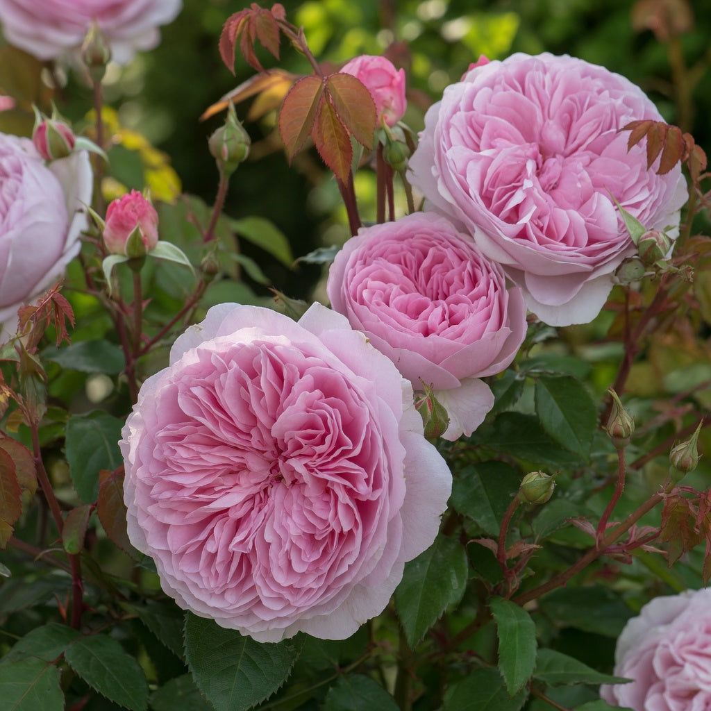 English rose 'Olivia Rose Austin'