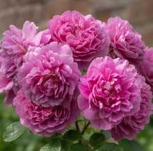 Rose David Austin 'Princess Anne'
