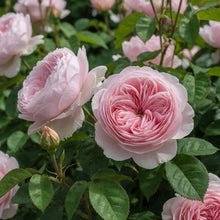 David Austin Rose 'Queen of Sweden'
