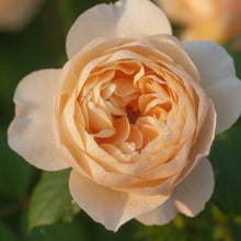 David Austin Rose 'Roald Dahl'