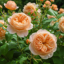 David Austin Rose 'Roald Dahl'