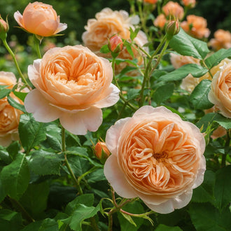 Des fleurs abricot en coupes et des boutons verts arrondis s'élèvent sur des feuilles vertes luisantes dentées. Le cadrage montre des formes superposées et des contrastes visibles entre les surfaces claires et sombres. Les contours, les textures et les couleurs se distinguent. Certaines parties se placent derrière d'autres et donnent de la profondeur à l'ensemble, tandis que le sujet principal reste visible.