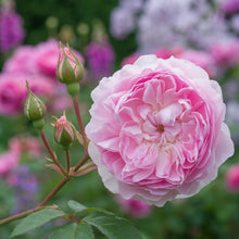 Rose David Austin 'Silas Marner'