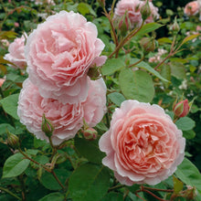 Rosier David Austin 'Strawberry Hill'