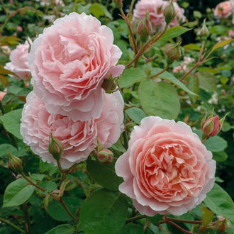 Rosier anglais ‘Strawberry Hill’ (Rosa)
