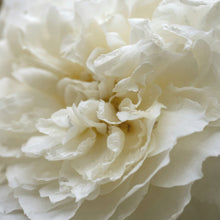 David Austin Rose 'Susan Williams-Ellis'