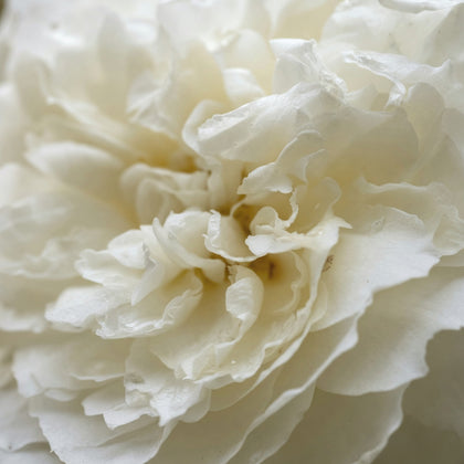David Austin Rose 'Susan Williams-Ellis'
