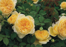 English rose 'Teasing Georgia'