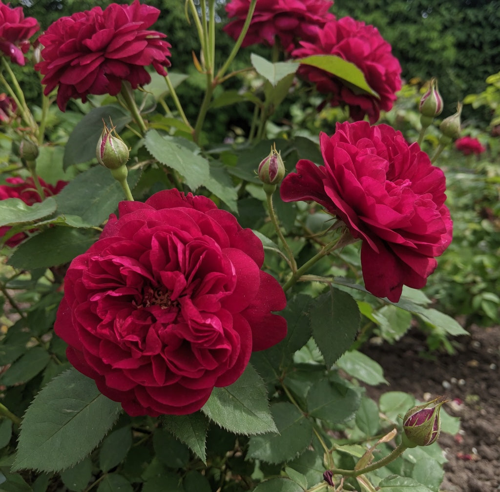 English rose bush 'Tess of the d'Urbervilles'