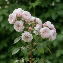 Rosier David Austin 'The Archbishop Rambler'