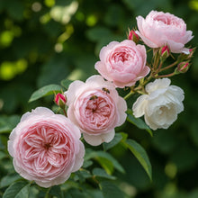 Rosier David Austin 'The Generous Gardener'