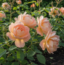 David Austin Rose 'The Lark Ascending'