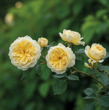 David Austin rose 'The Pilgrim'