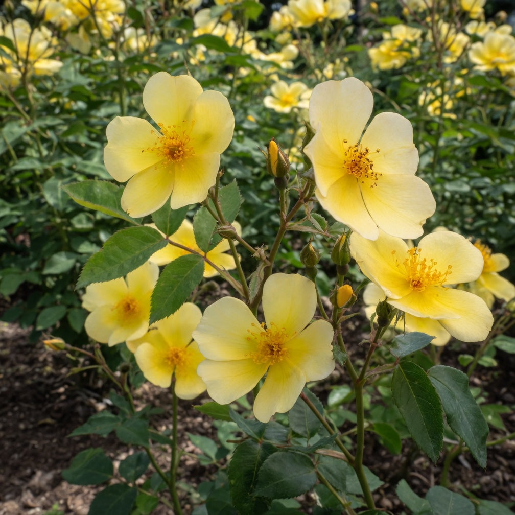 Rosier anglais ‘Tottering-by-Gently’ (Rosa)