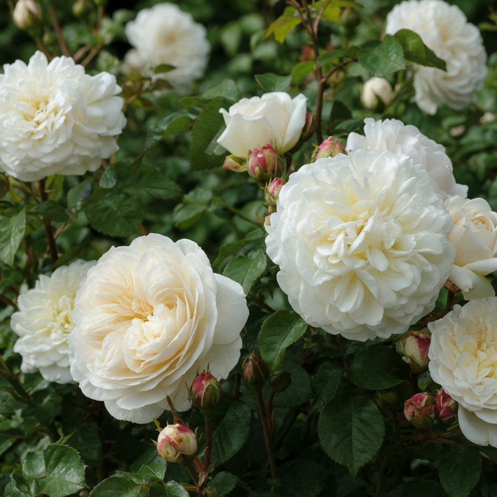 Rosier David Austin 'Tranquility'