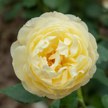 David Austin Rose 'Vanessa Bell'