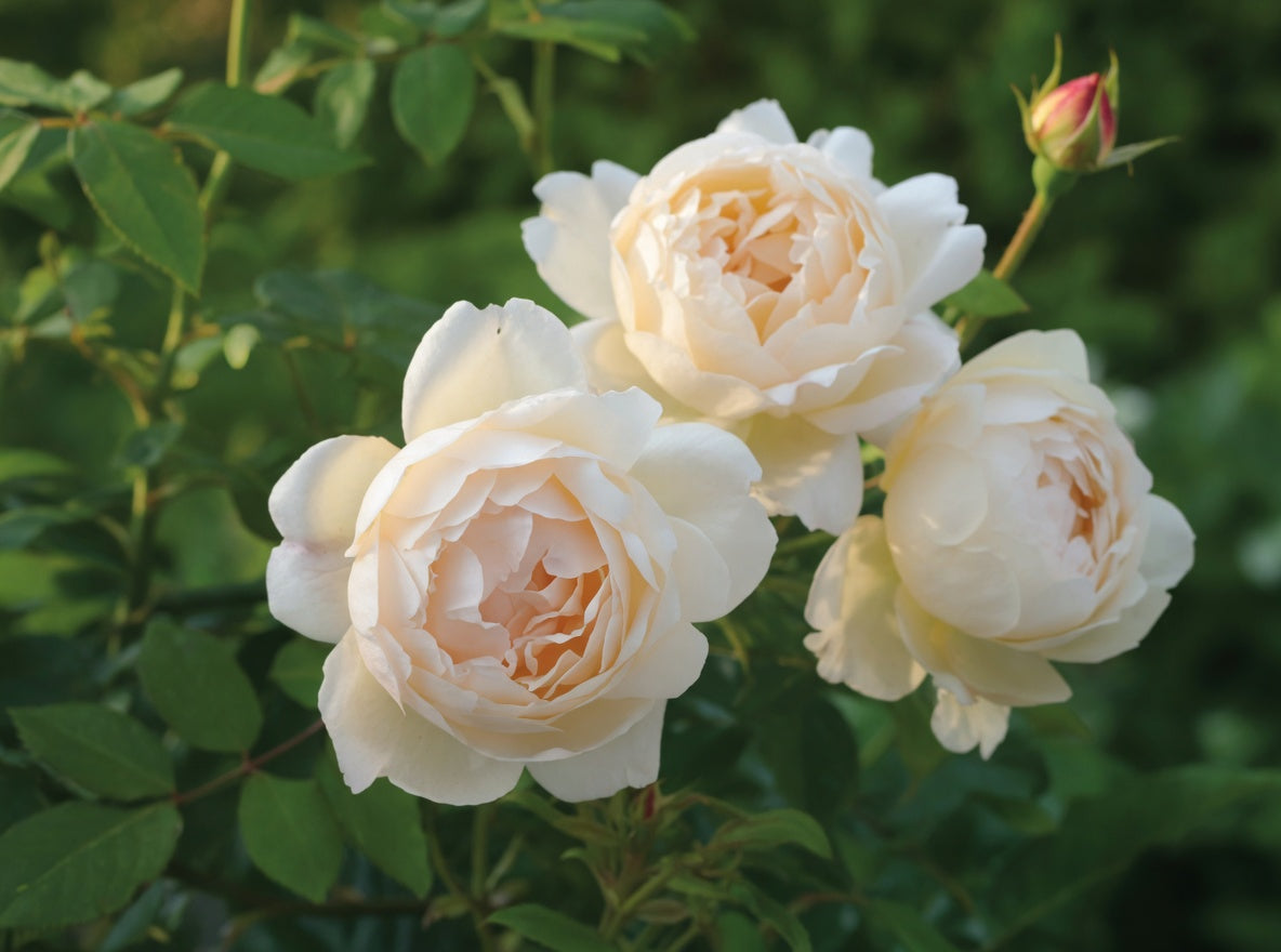 Rose David Austin 'Wollerton Old Hall'