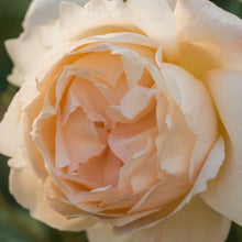 Rose David Austin 'Wollerton Old Hall'