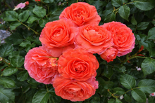 Rosier rustique 'Anglia Love'