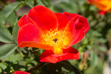 Old rose bush 'Austrian Copper'
