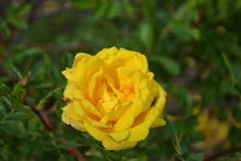 Old rose bush 'Persian Yellow'