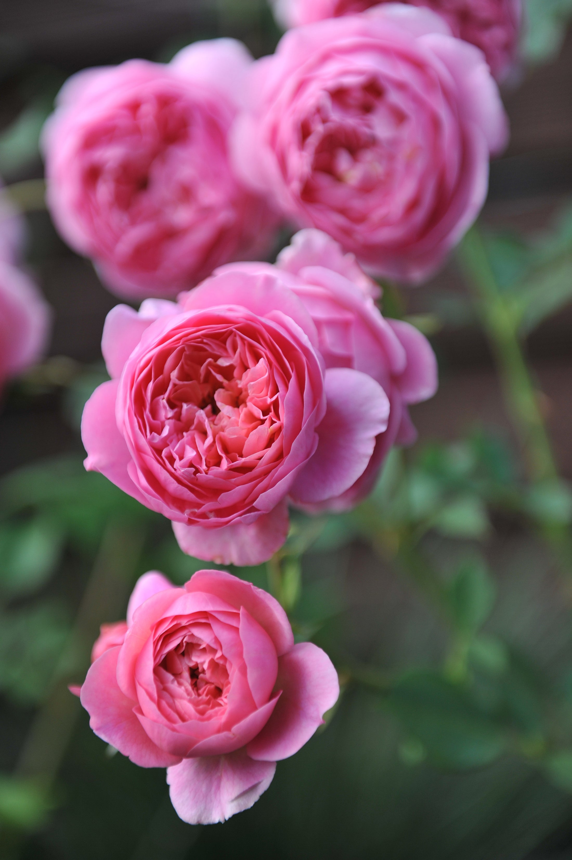English rose 'Boscobel'