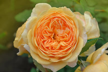 English rose 'Crown Princess Margareta'