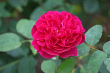 English rose 'Darcey Bussell'