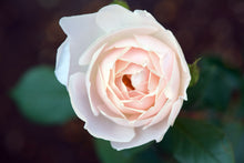 English rose 'Desdemona'