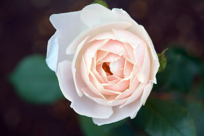 English rose 'Desdemona'