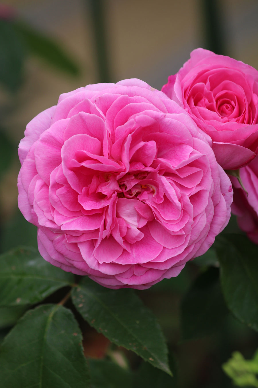 Rosier anglais 'Gertrude Jekyll'
