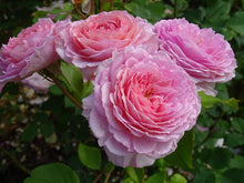 Rosier David Austin 'James Galway'